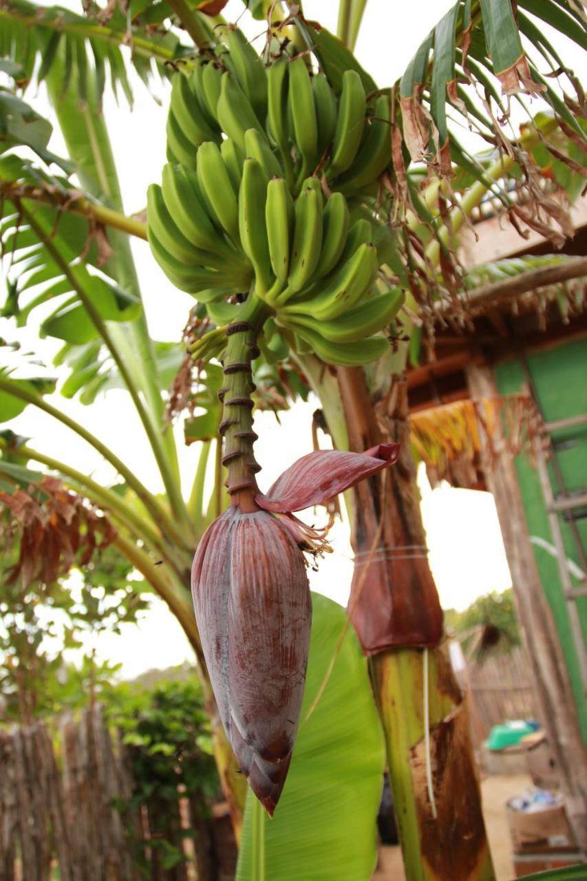Raizes Eco Hostel バーハ・グランデ エクステリア 写真